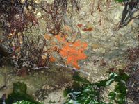 Ph 1: 2 Littorines obtuses sur Fucus serratus; Ph 2: au centre, Eponge orange; à gauche, sûrement des ascidies du genre Flocon pédonculé; Ph 3: Pourpres (Nucelles) et leurs pontes; Balanes sur la roche et sur la Moule au centre