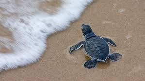Tanzania and Sea Turtle Conservation Initiatives!!!!! 