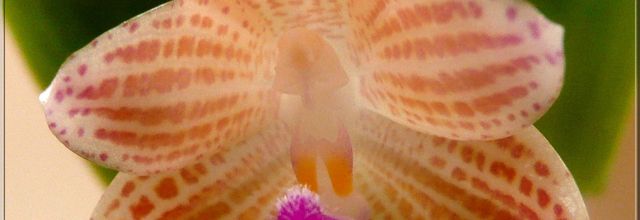 Phalaenopsis javanica