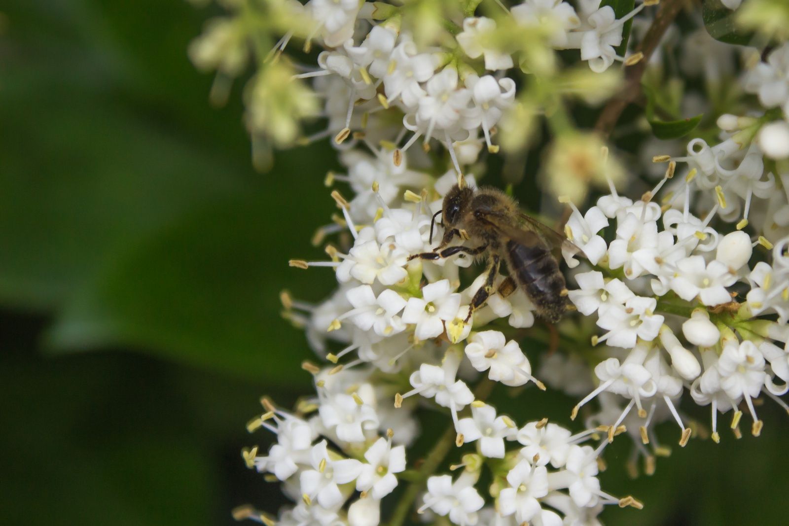 photo d'une abeille qui butine. 