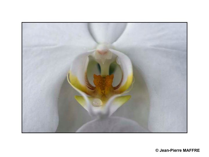 Des orchidées dans toute leur splendeur nous ravissent par la variété de leurs formes et de leurs couleurs.