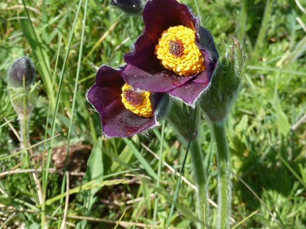 La pulsatille rouge, une belle absente de nos Savoie - LE BLOG DU GROUPE  NATURE DE FAVERGES (Haute-Savoie)