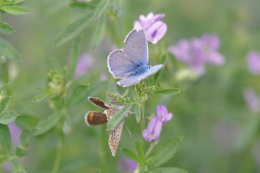 Album - Macro-Papillons