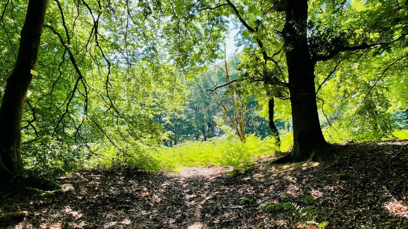le GR11A dans la Forêt de Retz