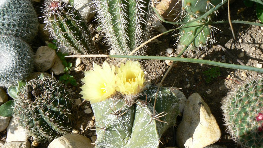 Album - cactus
