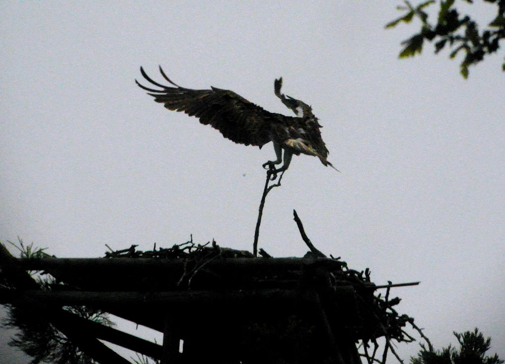 La saison 2012 de l'aire du grand bois, perturbée avec le squatt de l'aire par une famille de Chouettes hulottes...