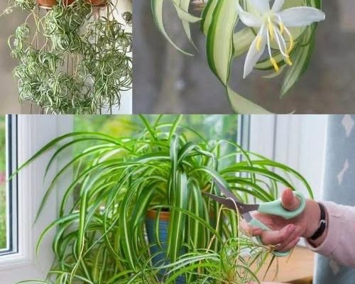 Jolie plante 