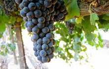 #Petite Syrah Producers Sonoma Valley Vineyards  California page 4