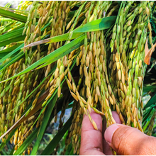 Riz Doré : les graines ont germé