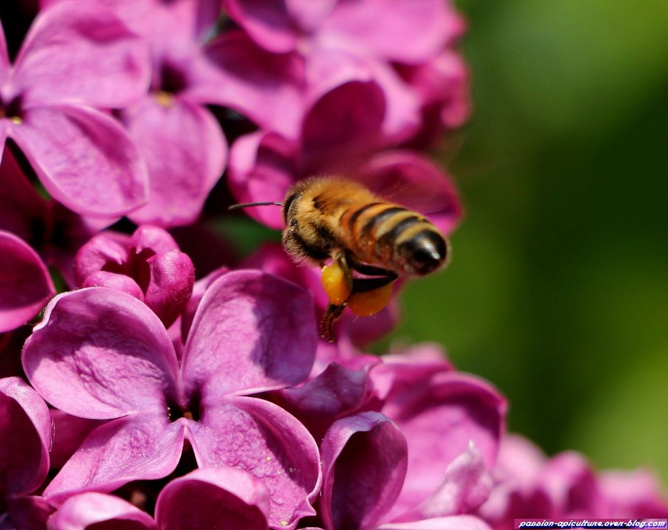 Album - Lilas-et-les-abeilles-1