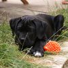 Ezio notre petit cane corso rencontre Eban le carlin