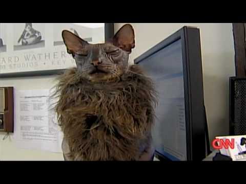 Videos De Chat Le Regne Animal Blog De Fanfan