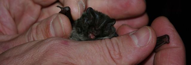 Sortie chauves-souris du 11 septembre 2015