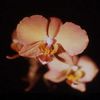 Phalaenopsis Sogo Gold