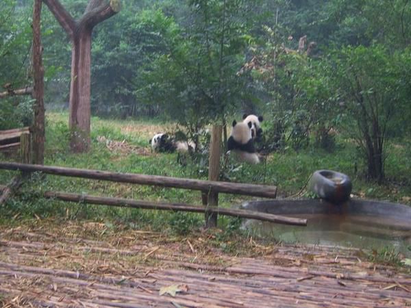 pandi panda.....vous connaissez tous la chanson non?