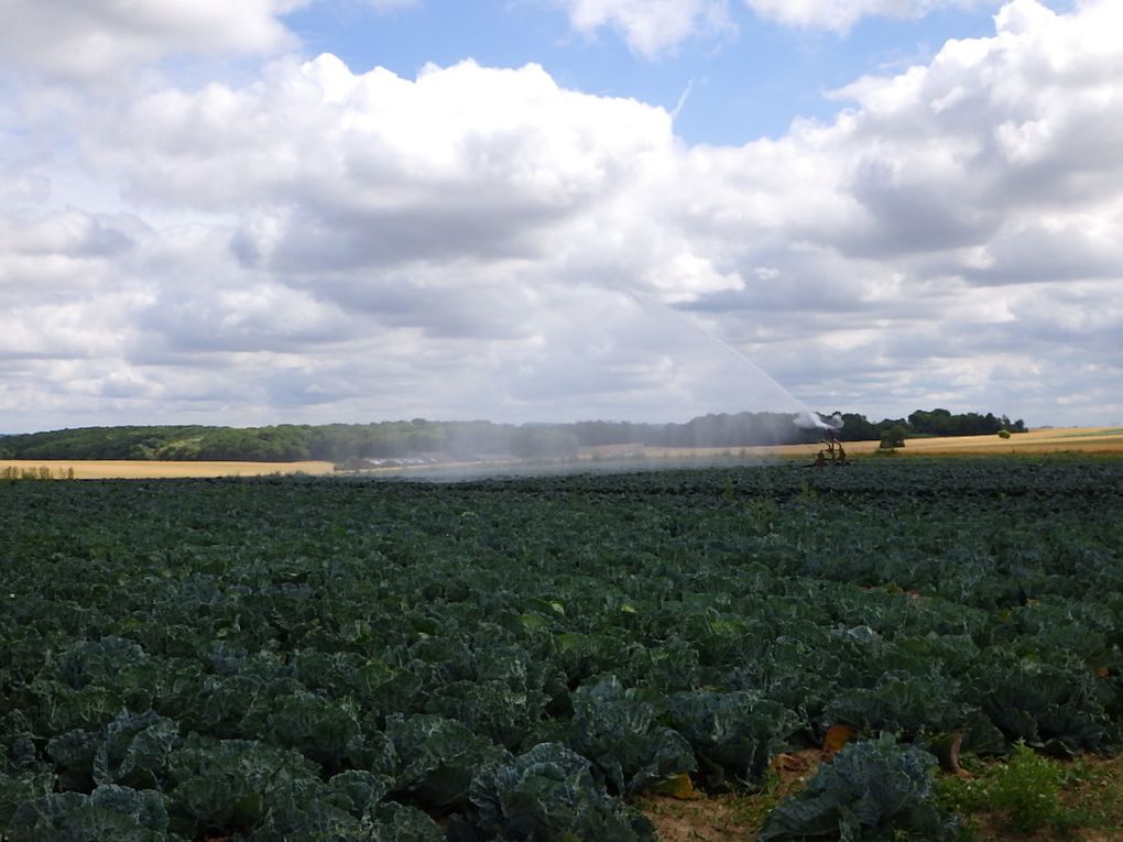 Ce sont des chemins à travers d'immenses cultures de blé, avoine... mais aussi betteraves, choux, petits pois ...