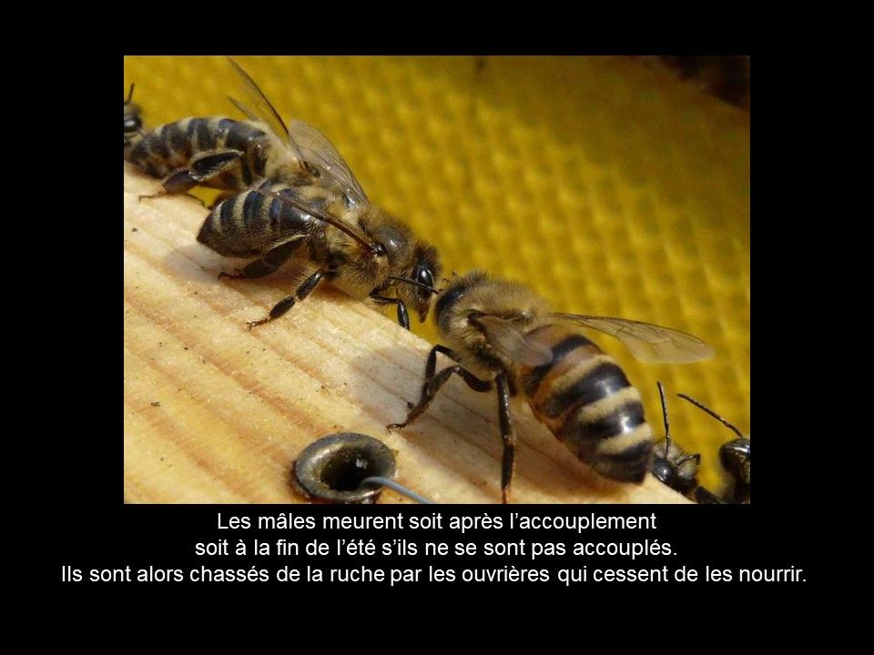 Divers - Les Abeilles