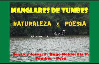 Perú: Manglares de Tumbes - Naturaleza y Ecopoesia