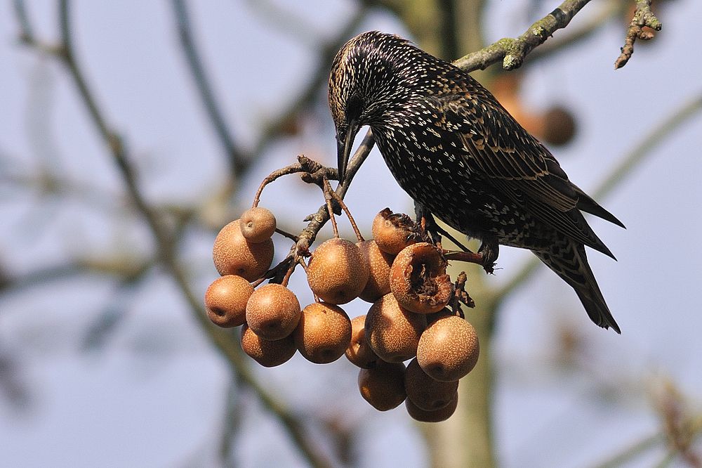 Album - Les oiseaux des jardins