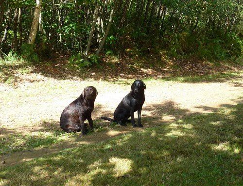 entrainement chasse
