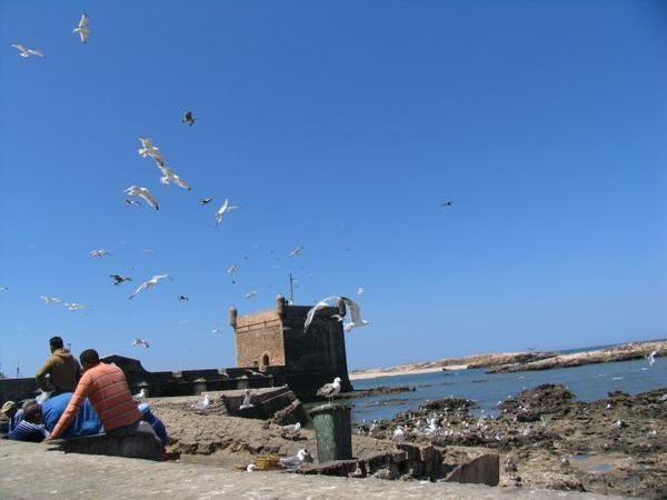 quelques 106 photos d'Essaouira, de son port, de ses mouettes et de ses chats plus ou moins mités