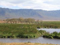 Cratère du Ngorongoro - secteur Ngoitokitok