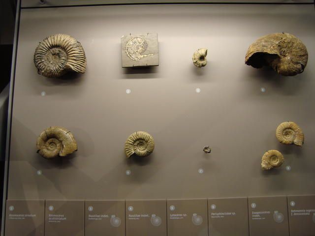 <p>IRScNB : la nouvelle Galerie de l’Evolution.</p>
<p>Quelques photographies marquantes de notre visite en avant-première.</p>
<p>Excellente visite !</p>
<p>Phil « Fossil »</p>
