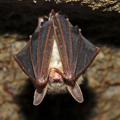 Les chauves-souris et la vigne 