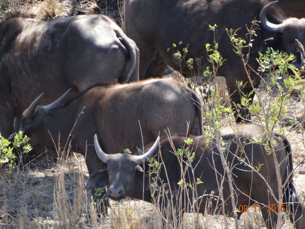 Mon voyage en Afrique du Sud  Nov.2015 :5e et 6e jour 