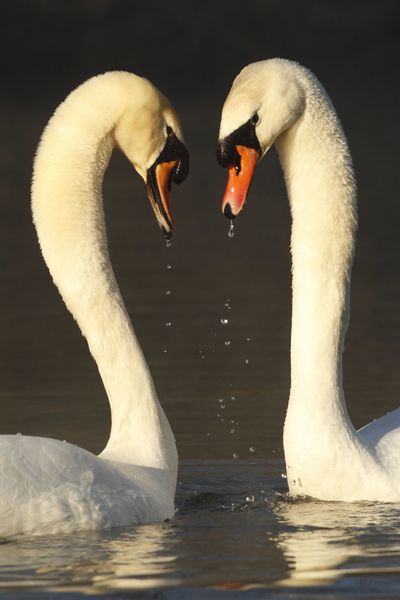 Cygnes tuberculés (vallée de l'Hallue)