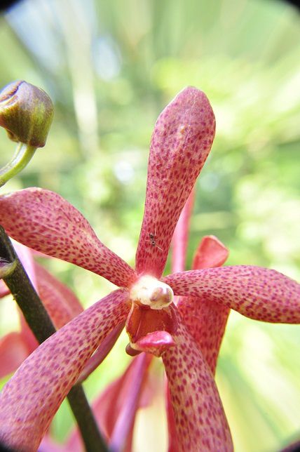 Album - 006-Botanic-Garden-Singapore