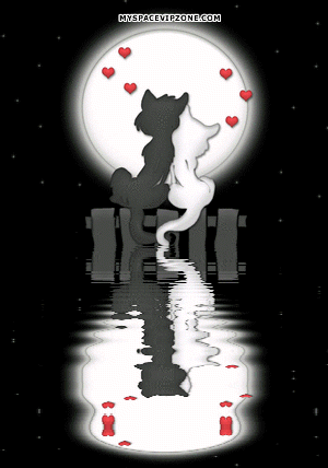 Chats Le Monde Des Gifs