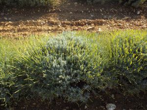 Plateau de Valensole