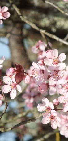 Fleurs de printemps