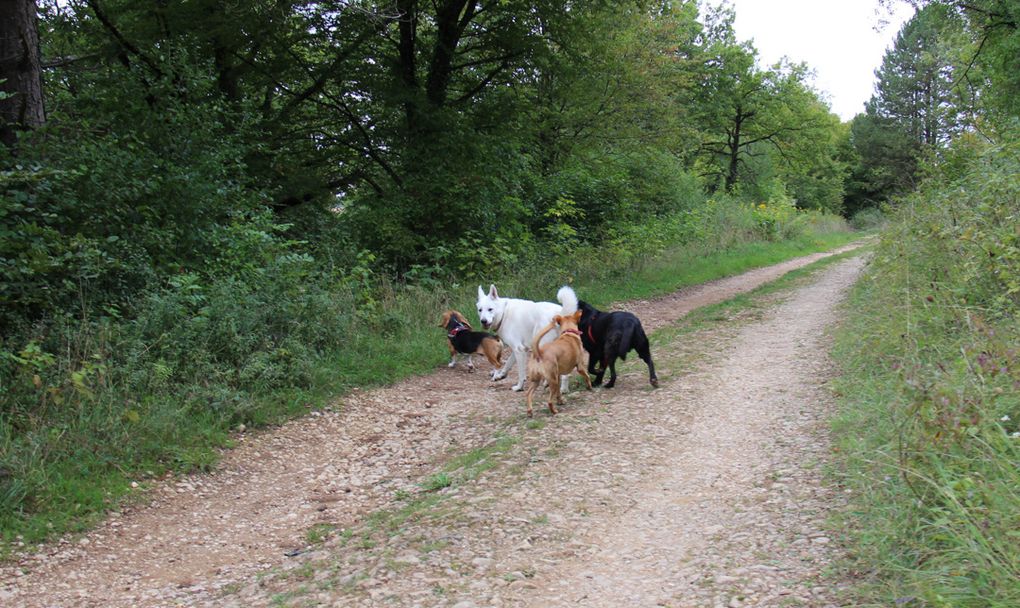 Photos souvenirs de la sortie qui s'est tenue en septembre 2015 dans le cadre des activités de l'association Balade Ton Chien