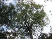Sortie en forêt