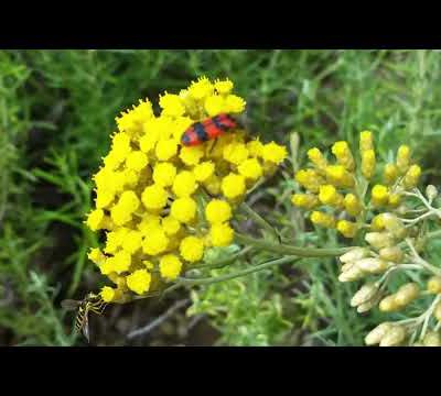 Clairon des abeilles et Syrphe sur Hélycrise