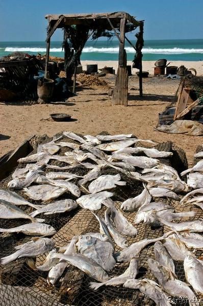 <p>Janvier 2006, s&eacute;jour au S&eacute;n&eacute;gal. Une petite s&eacute;lection marine, en passant du lac rose &agrave; la langue de Barbarie via l'&icirc;le de Groix.</p>
<p>Vous pouvez me laisser vos impressions et critiques <a href="http://www.barbarette.com/article-3888394.html" target="http://www.barbarette.com/article-3888394.html">ICI</a></p>