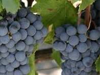 #Mourvedre Producers Central Valley California Vineyards 