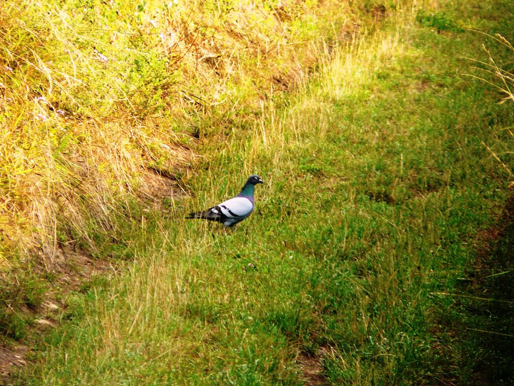 Faune sur le chemin des Altroses de Marange à Ternel