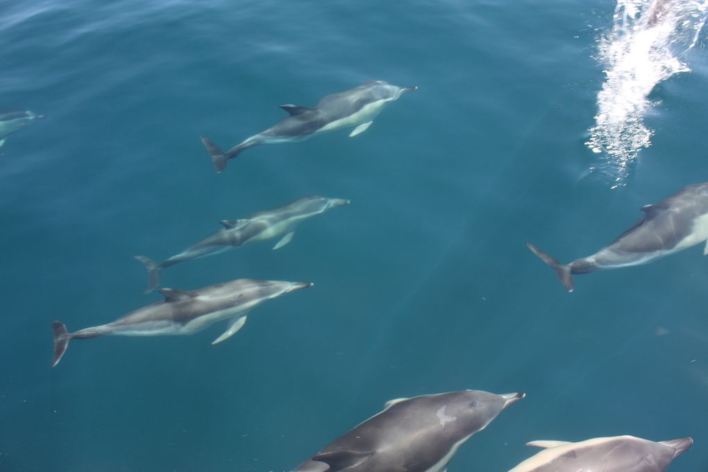 Album - des-dauphins-aux-sables