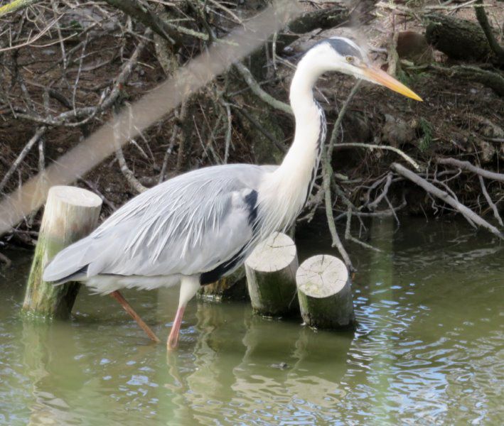 Album de 35 photos : 25 avril 2024 : Visite guidée du parc ornithologique de Pont-de-Gau