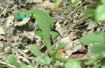 Un nouvel habitant au jardin !