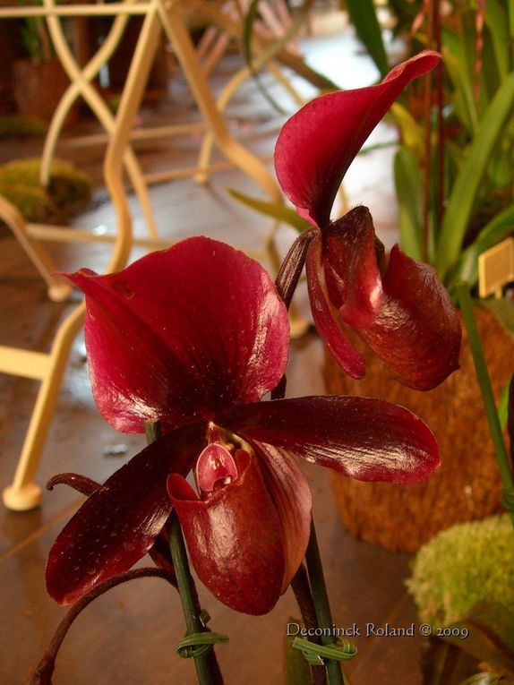 des orchidées photographiées lors de l'exposition au Bois_du_Cazier en Belgique