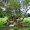 LE VIEIL ARBRE