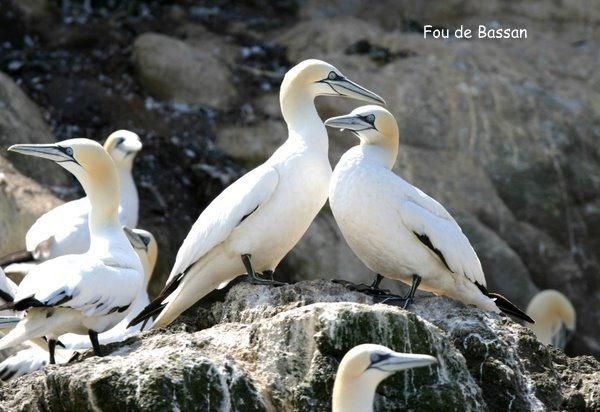 Album - Oiseaux aux Sept Iles