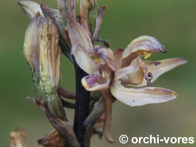 Les orchidées de crussol mai 2011