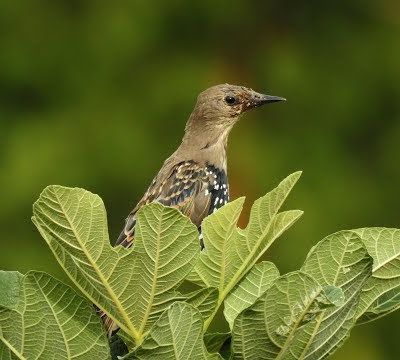 Les etourneaux attaquent les figuiers de Malras