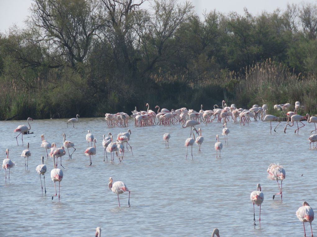 Des Flamants roses par centaine 