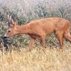 Accident de chasse à Pierrefitte-sur-Sauldre : deux pour le prix d'un, mon bon monsieur !